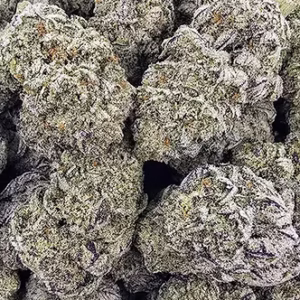 Monkey Business | First Cut Exclusive